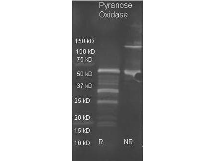 Pyranose Oxidase Antibody