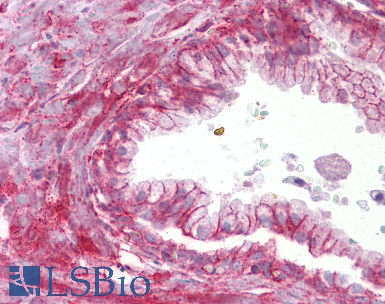 TMTC4 Antibody (aa72-121)