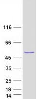 Human PTPRO Protein (Recombinant Myc-DDK (Flag))