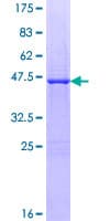 Human GCSH Protein (Recombinant GST)