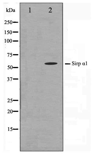 SIRPA / CD172a Antibody