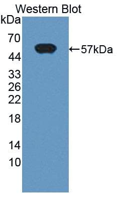 Chymotrypsin C Antibody (aa30-268, Biotin)