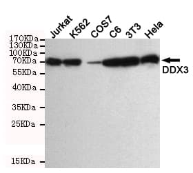 DDX3 / DDX3X Antibody