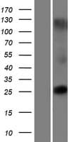 TMEM225 Protein (Over-Expression Lysate Myc-DDK (Flag))