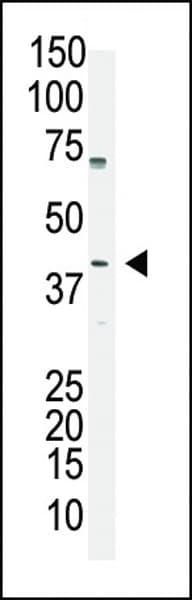 Polyclonal Rabbit anti-Human POU5F1 / OCT4 Antibody (aa1-30, IF, WB)