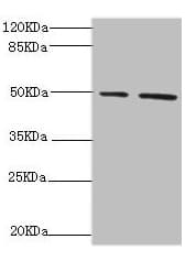 Polyclonal Rabbit anti-Human NFS1 Antibody (IHC, WB)