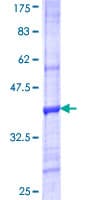 Human VNN3 Protein (Recombinant GST, N-terminus)