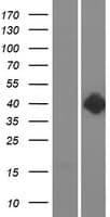 DRD2 / Dopamine Receptor D2 Protein (Over-Expression Lysate Myc-DDK (Flag))