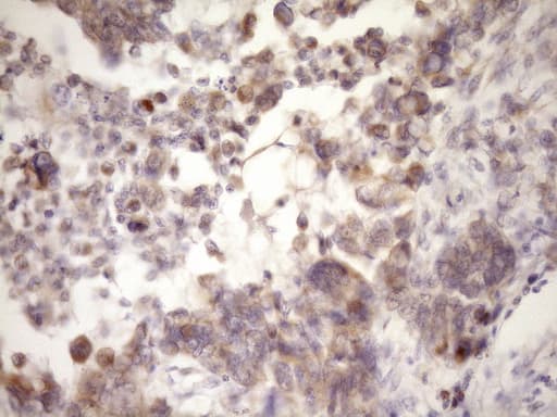 GLOD2 / MCEE Antibody (clone OTI1B5, Carrier-free)