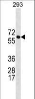BRAP2 Antibody (aa66-95)