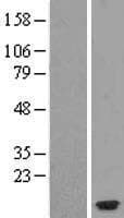 Human CCL26 / Eotaxin 3 Protein (Over-Expression Lysate Myc-DDK (Flag))