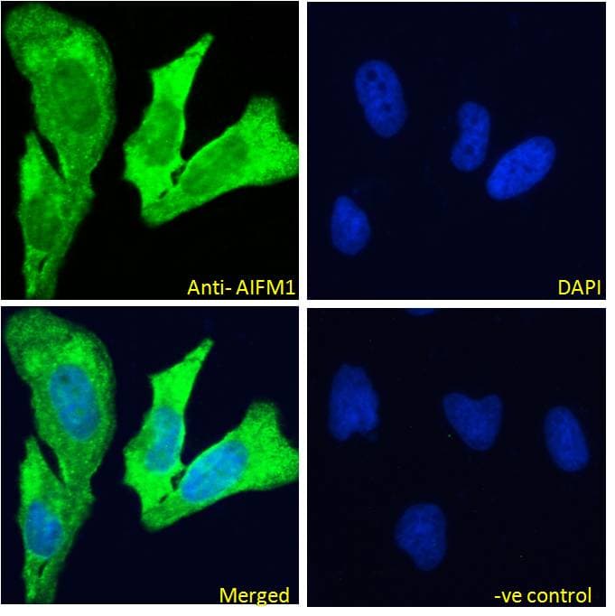 IHC-plus™ AIFM1 / AIF / PDCD8 Antibody
