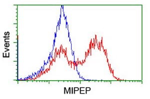 MIPEP Antibody (clone OTI6F4)