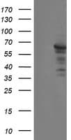 SENP2 Antibody (aa139-523, clone OTI3B12)