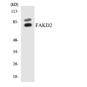 FASTKD2 Antibody (aa144-193)