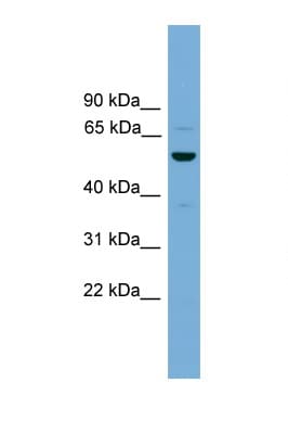 ASZ1 / Orf3 Antibody (aa215-264)