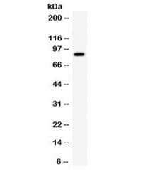 Polyclonal Rabbit anti-Human SMURF2 Antibody (WB)