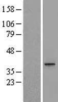 PEG1 / MEST Protein (Over-Expression Lysate Myc-DDK (Flag))