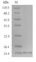 Xenopus laevis TGFB1 / TGF Beta 1 Protein (Recombinant 6His, N-terminus)