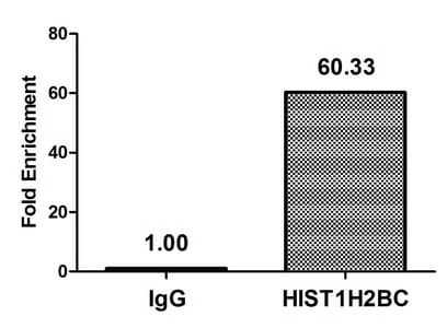 Polyclonal Rabbit anti-Human HIST1H2BN Antibody (IF)