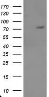 EEYORE / TIGD1 Antibody (clone OTI5B12)
