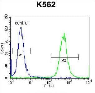 OXA1L / OXA1 Antibody (aa361-390)