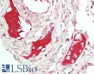 IHC-plus™ Human IgG Fd Antibody