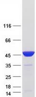Human PAICS / ADE2 Protein (Recombinant Myc-DDK (Flag))