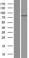 Human ITIH1 Protein (Over-Expression Lysate Myc-DDK (Flag))