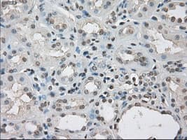 LTA4H / LTA4 Antibody (clone OTI5C10)
