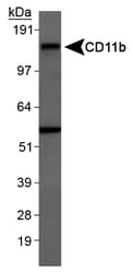 ITGAM / CD11b Antibody (Internal)