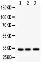 MPG Antibody (aa228-243)