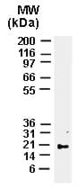 BAX Antibody