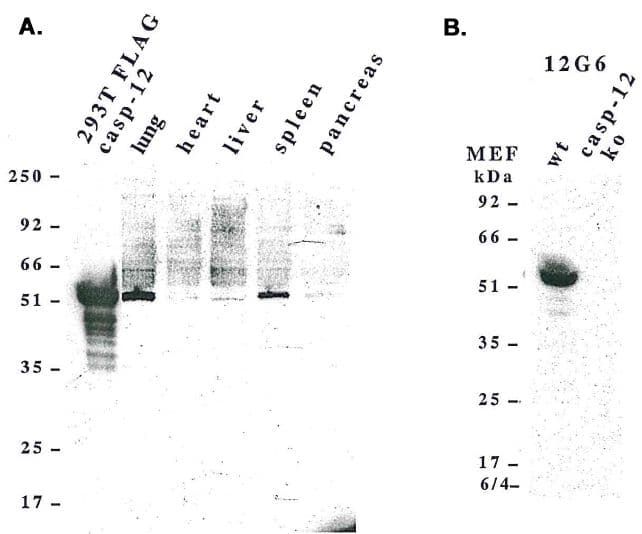 CASP12 / Caspase 12 Antibody (aa183-205, clone 12G6)