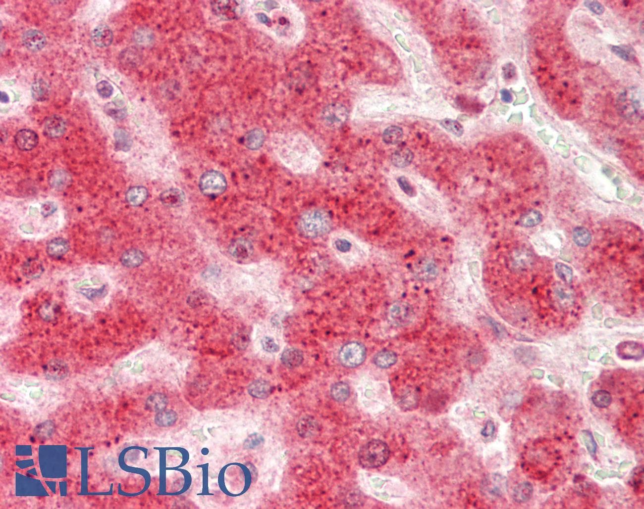 RHOB Antibody (aa107-156)