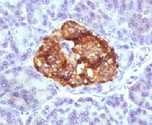 Insulin Antibody (clone BCPH1, Ready-to-Use)