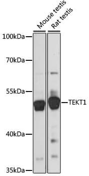 Polyclonal Rabbit anti-Human TEKT1 Antibody (WB)