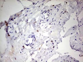 CD68 Antibody (aa22-319, clone OTI3B6)