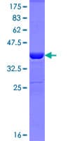 Human MAGI2 / AIP-1 Protein (Recombinant GST, N-terminus)