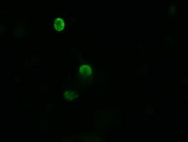 ZSCAN18 / ZNF447 Antibody (clone OTI4B7, Carrier-free)