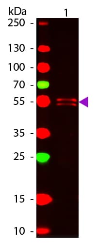 Goat Anti-Mouse IgG1 Secondary Antibody (Atto 647N)