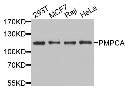 PMPCA Antibody