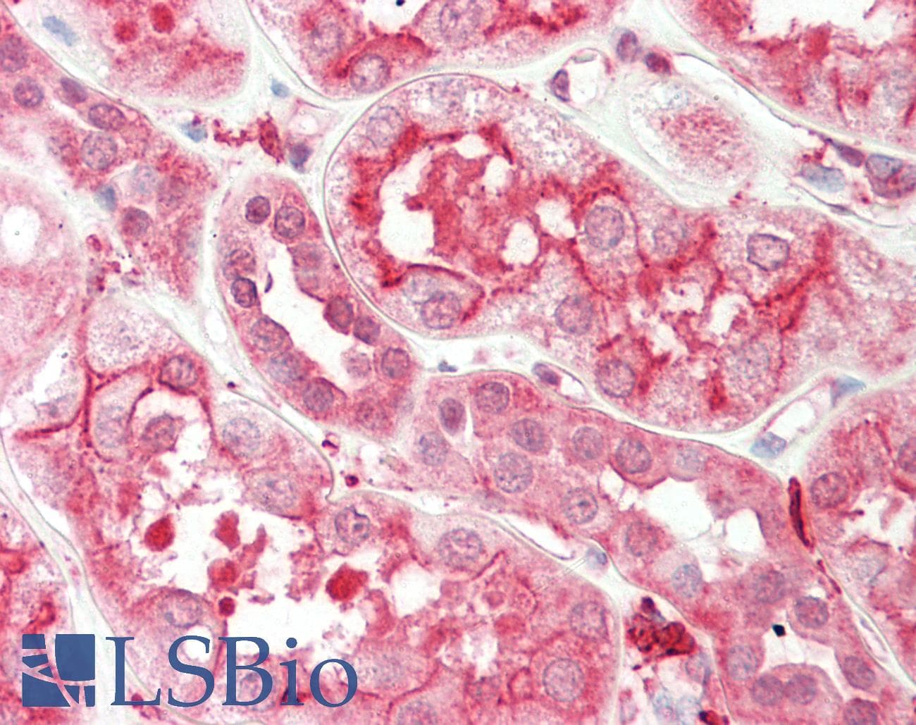 IHC-plus™ Polyclonal Rabbit anti-Human LFNG / Lunatic Fringe Antibody (aa86-114, IHC, WB)