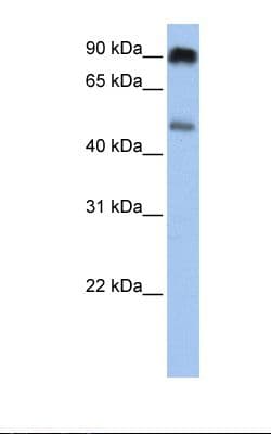SLC45A2 Antibody (aa326-375)