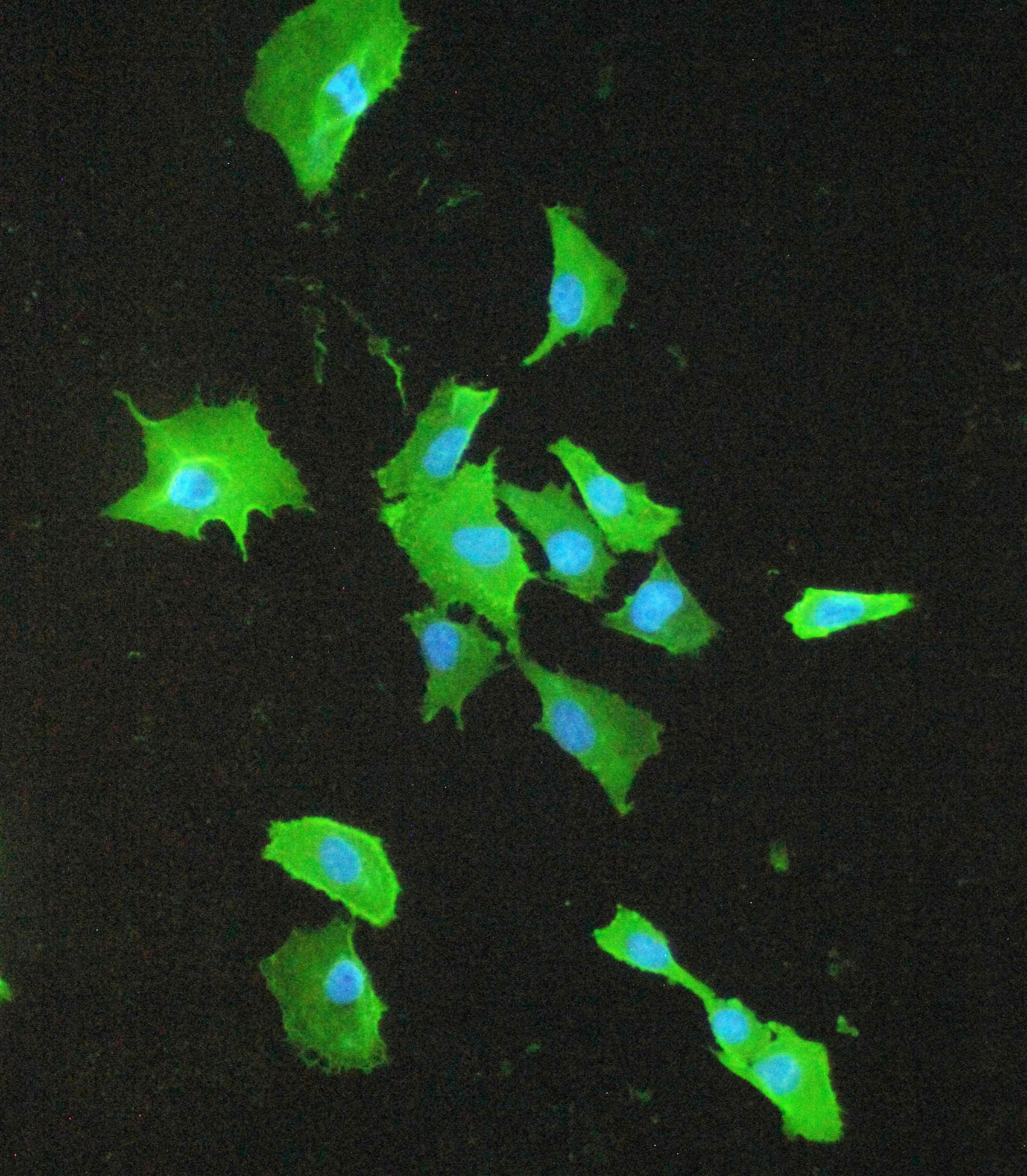 S100A10 Antibody
