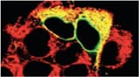 Monoclonal Mouse anti-Rat PDI / P4HB Antibody (clone 1D3, IHC, IF, WB)