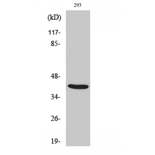 ALX3 Antibody (140-220 aa, Internal)