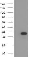 HAGHL Antibody (clone OTI3H2)