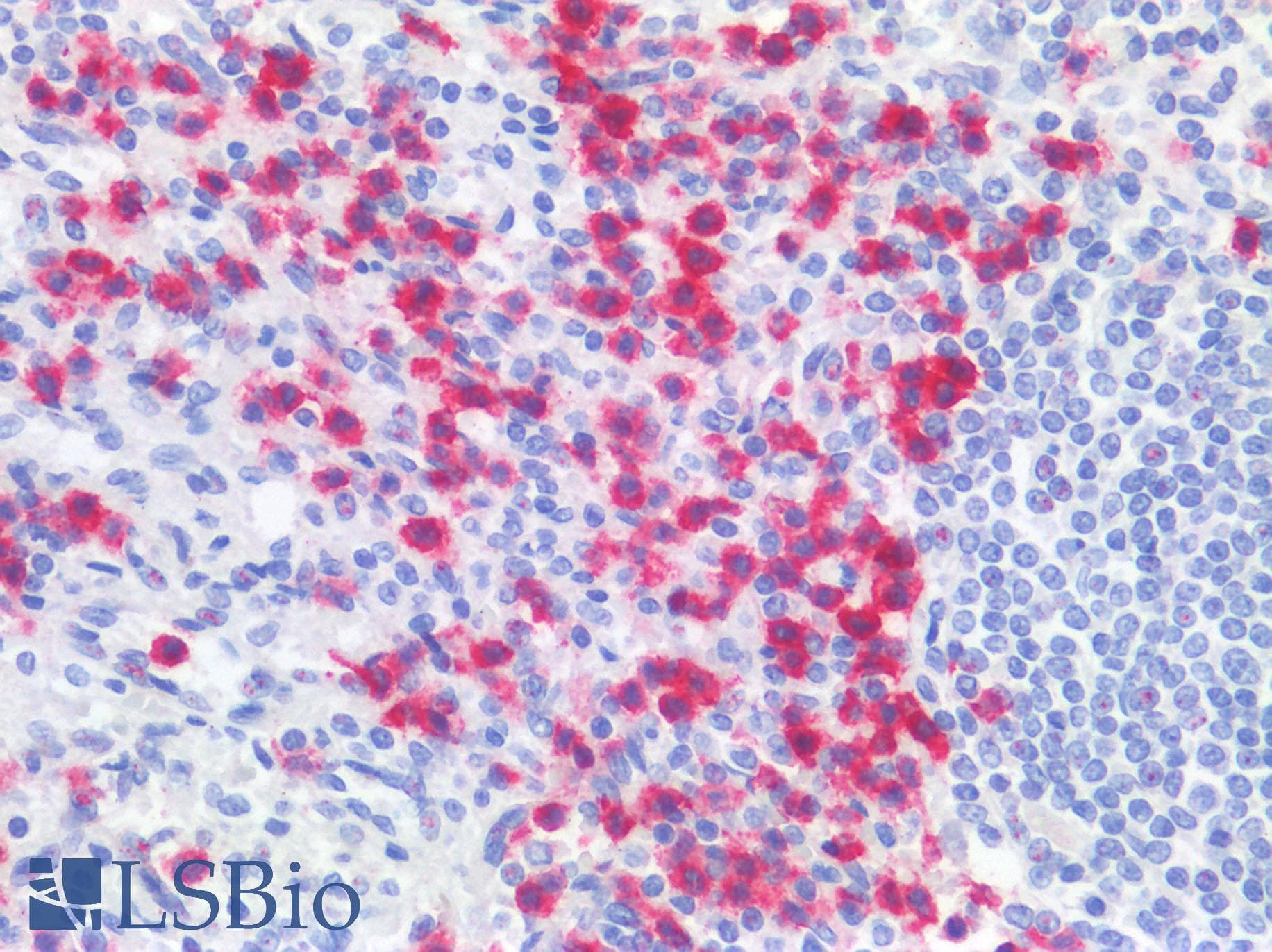 IHC-plus™ CD177 Antibody (clone MEM-166)