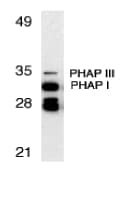 IHC-plus™ PHAP1 / ANP32A Antibody